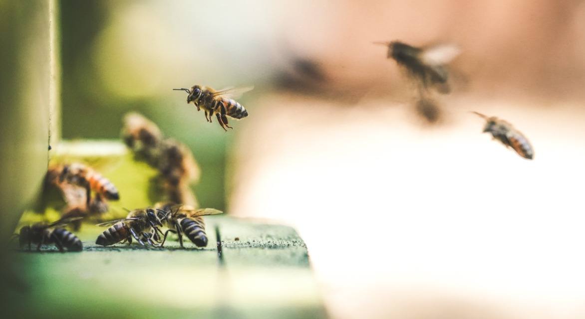 wildlife when starting a garden