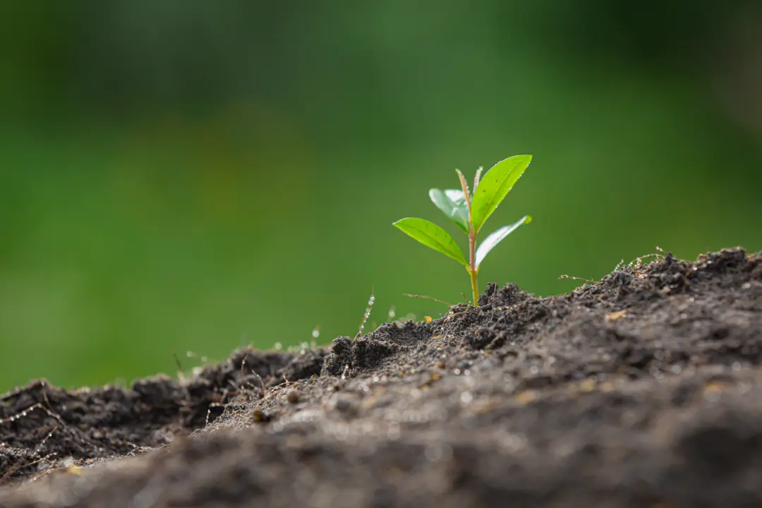 Soil Cultivation Techniques - What Is Organic Gardening And Why Is It Done?
