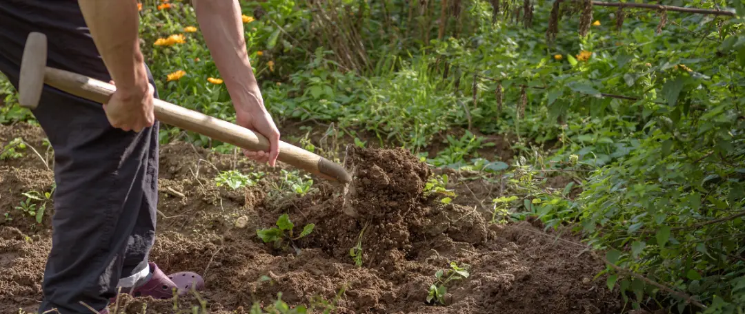 What Are The Stages In Gardening