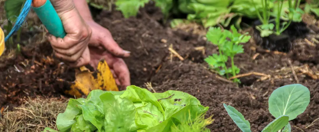 Essential Gardening Tips