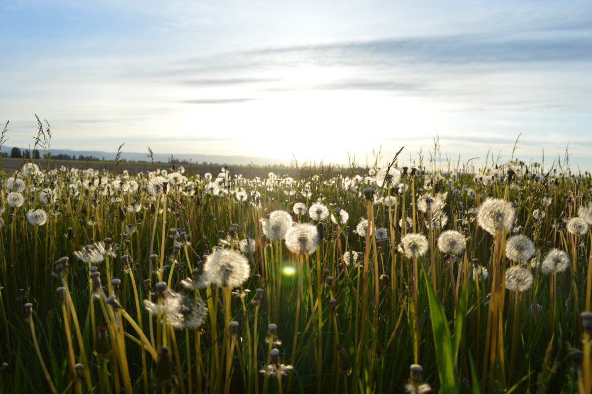 How Do You Fix A Lawn Full Of Weeds How Do You Fix A Lawn Full Of Weeds