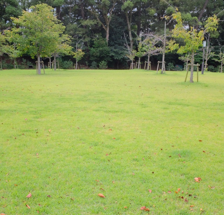 How to Control Lawn Weeds